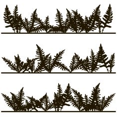 Set of ink drawing fern leaves N4