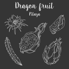Pitaya vector organic fruit seamless pattern