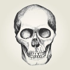 Human Skull N4