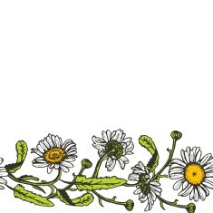 Beautiful vintage background with black daisies on white background Vector