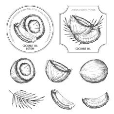 Hand drawn coconut set Vintage labels badges stamps