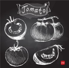 Set of hand drawn sketch style tomatoes on blackboard