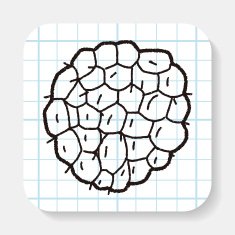 Custard apple doodle