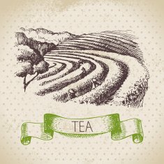 Tea vintage background Hand drawn sketch illustration Menu des N11