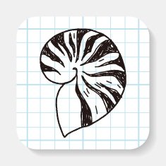 Shell doodle N6