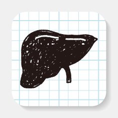 Liver doodle
