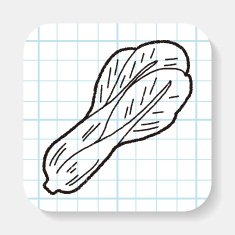 Cabbage doodle N6