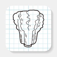 Cabbage doodle N7