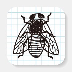 fly bug doodle N2