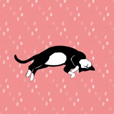 Cat N19