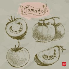 Set of hand drawn sketch style tomatoes doodles