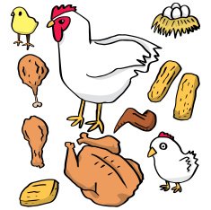 vector set of chicken and egg