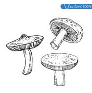 mushrooms set icons vector illustration N8