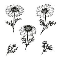 Camomile flower collection