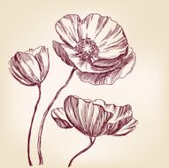 poppies hand drawn vector llustration realistic sketch