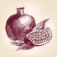 fruit pomegranate hand drawn vector llustration realistic sketch
