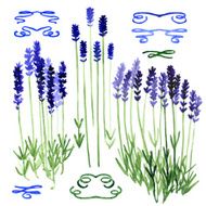 Set of watercolor design elements - lavender and ribbons