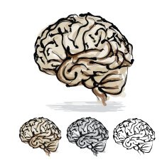Brain Sketch N6