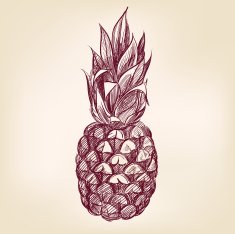 fruit pineappl hand drawn vector llustration realistic sketch
