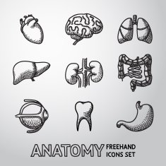 Internal human organs handdrawn icons set with - heart brains