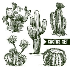 Cactus Sketch Set