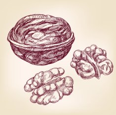 walnuts hand drawn vector llustration sketch