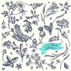 Herb&flowers N2
