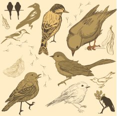 Set of handdrawn birds