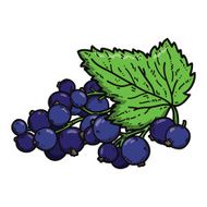 cute black currant N2