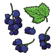 cute black currant N4