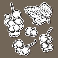cute black currant N5