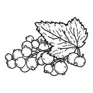 cute black currant N6