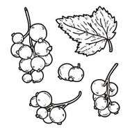cute black currant N7