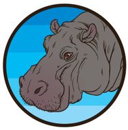 Hippopotamus amphibius or river horse N2