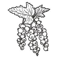 cute currant N3