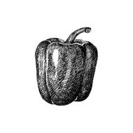 Bell Pepper Sketch