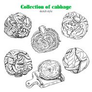 Vector collection of cabbage in sketch style