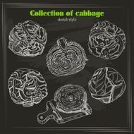 Vector collection of cabbage in sketch style on dark background