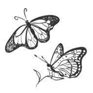 doodle butterfly