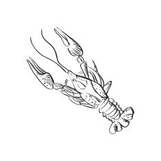 doodle lobster N4