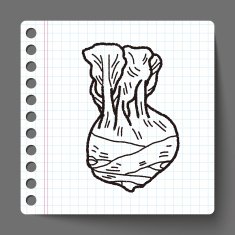 Cabbage doodle N14