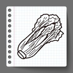 Cabbage doodle N15