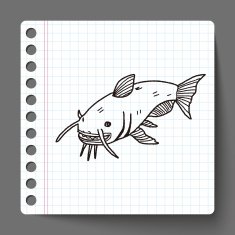 Catfish doodle N2