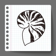 Shell doodle N13