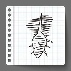 Shell doodle N17