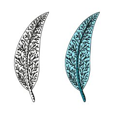 Doodling hand drawn amazing feathers with patterns N2
