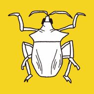 insect doodle N19