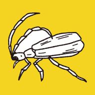insect doodle N22