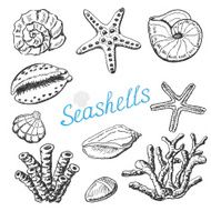 Vector collection of isolated sea shells coral and starfish Hand