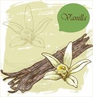 Vanilla